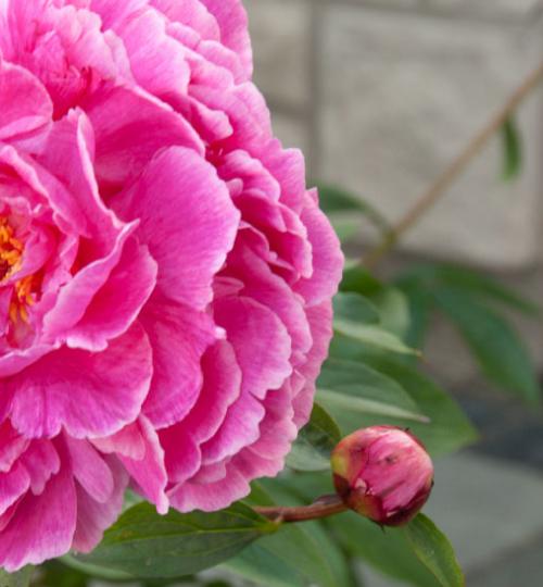 PaeoniaAugustDessertpflobudwesthead