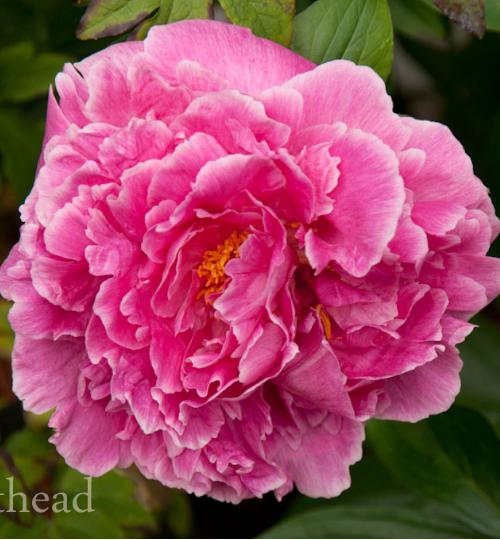 PaeoniaAugustDessertpflomatwesthead