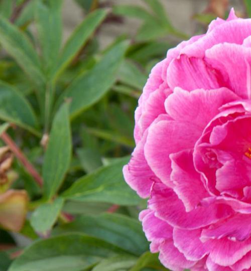 PaeoniaAugustDessertpfolmatwesthead