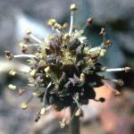 acaenaflomicrophyllafoord