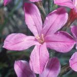 acantholimonflo1venustumfoord