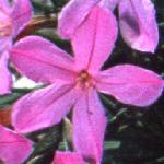 acantholimonflo3venustumfoord