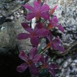 acantholimonflos1venustumfoord