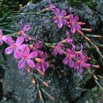 acantholimonflos2venustumfoord