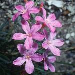 acantholimonflos3venustumfoord