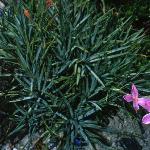 acantholimonfol1venustumfoord