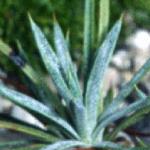 acantholimonfol2venustumfoord