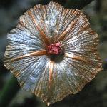 acantholimonfruvenustumfoord