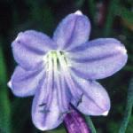 agapanthusfloafricanusbluefoord