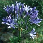 agapanthusflosafricanusbluefoord