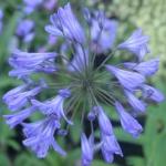 agapanthusflosafricanusbluekevock