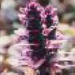 ajugaffloreptansatropurpurea
