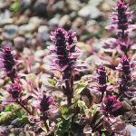 ajugaffolreptansatropurpurea