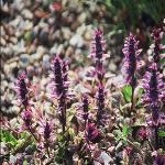 ajugafforreptansatropurpurea