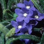 anchusafloscespitosafoord
