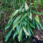 androsacefolspinuliferakevock