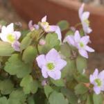anemonellaflos1thalictroidesfoord