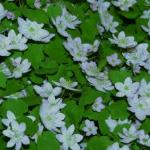 anemonellaflos2thalictroidesfoord