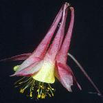 aquilegiaflocanadensisfoord