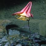aquilegiaforcanadensisfoord