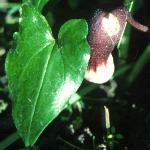 arisarumfol1proboscideumfoord