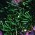 armeriacfoljuniperifoliabevansvarietyfoord