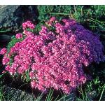 armeriafor2juniperifoliafoord