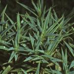 dianthusfolerinaceus1
