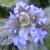 centaurea montana flower