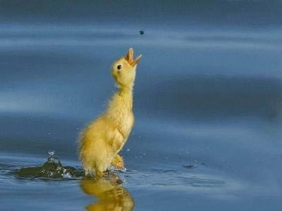 duckletteandfly1