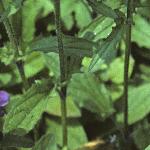 prunellafolgrandiflora