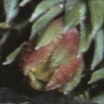saxifragaflobudcburserianasulphurea