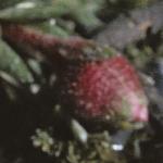 saxifragaflobudcirvingiijenkinsiae