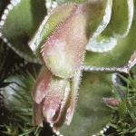 saxifragaflobudocotyledon