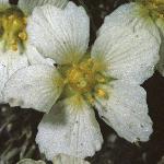 saxifragafloburserianamajor