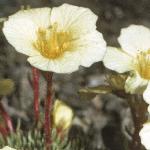 saxifragafloburserianasulphurea