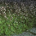saxifragafloxurbium1