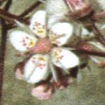 saxifragaflo1urbium