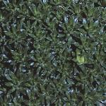 saxifragafolapiculata