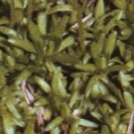 saxifragafolexarata