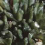 saxifragafolirvingiijenkinsiae