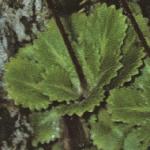 saxifragafolurbium