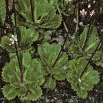 saxifragafolxurbium1