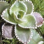 saxifragafol1cotyledon
