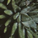 saxifragafoldburserianamajor