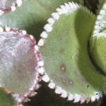 saxifragafoldcotyledon