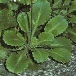 saxifragafoldurbium