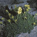 saxifragaforapiculata