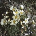 saxifragaforburserianamajor