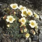 saxifragaforburserianasulphurea